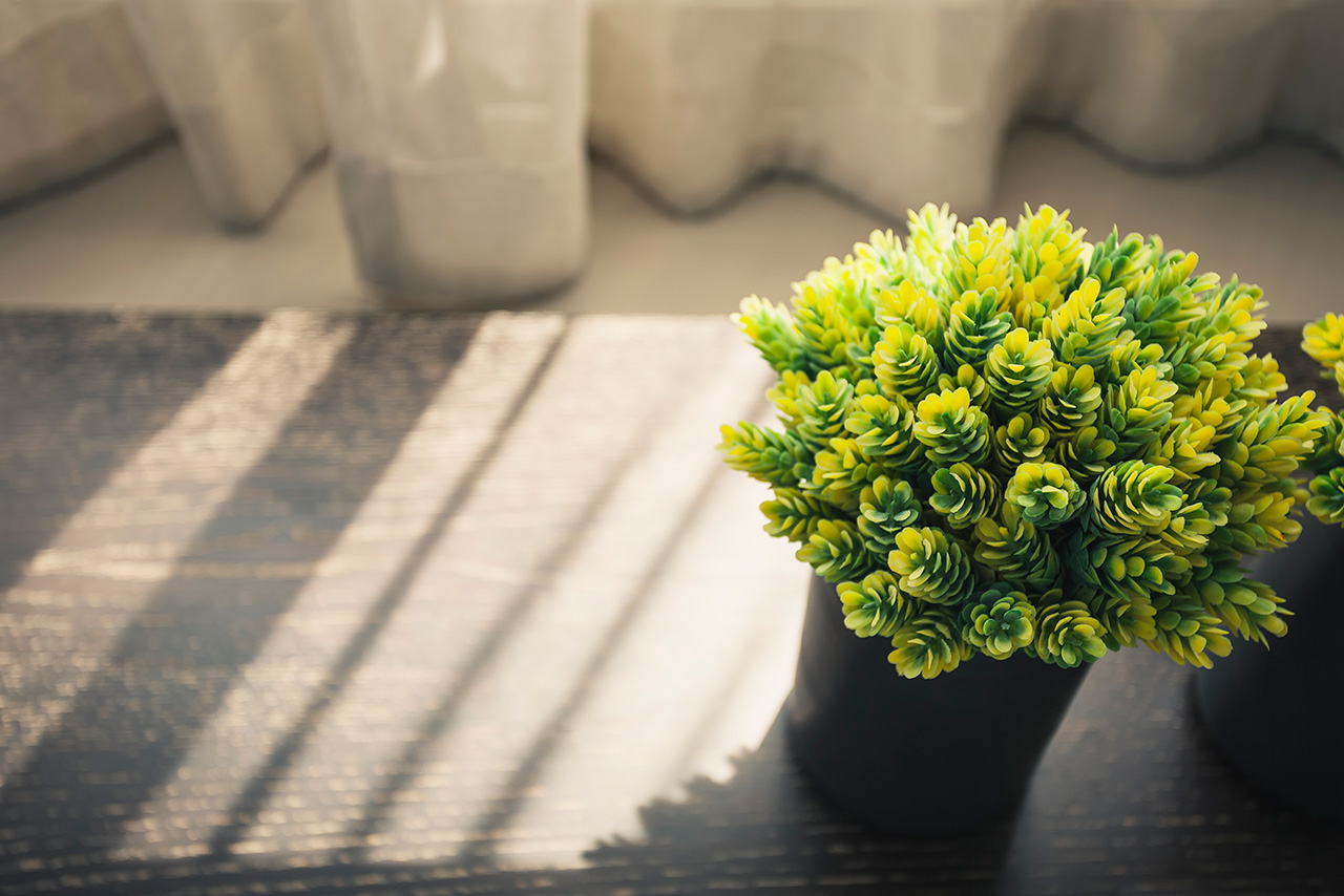 Home interior Green plant morning light Shadow window curtain